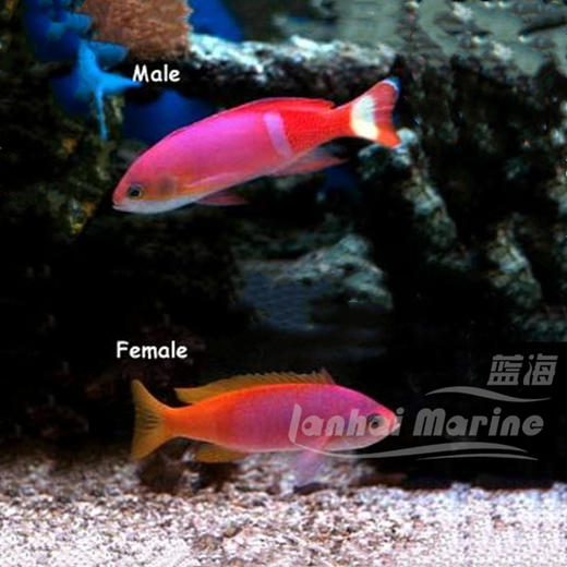 画家宝石 对装 商品图1
