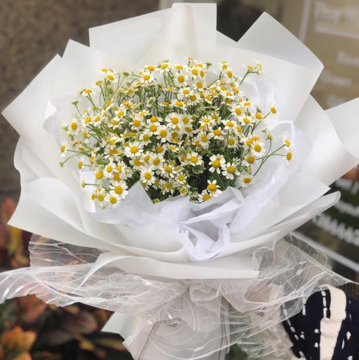 洋甘菊30支包装花束