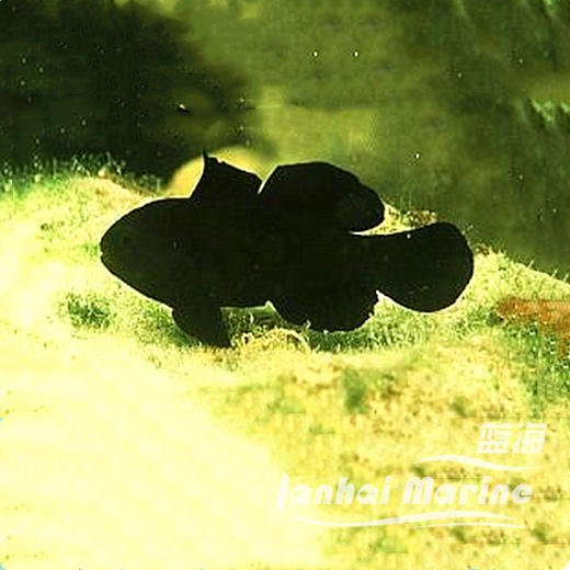 黑蟋蟀 商品图5