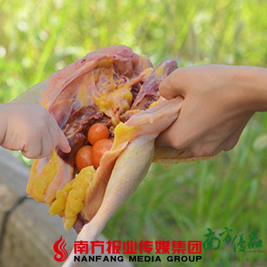 【珠三角包邮】农家散养老母鸡（500天以上） 2.3斤-2.7斤 （1月2日到货） 商品图1