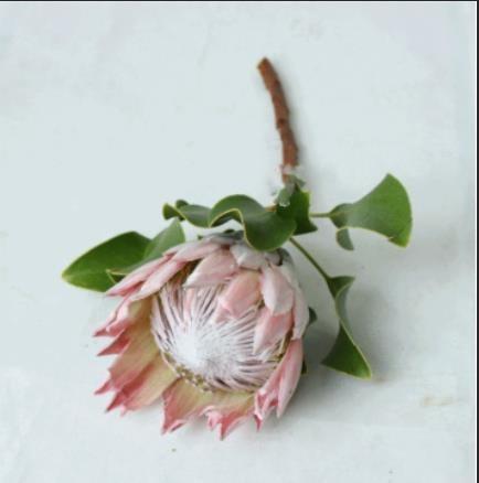 进口花-南非帝王-粉色-1枝/扎 商品图1