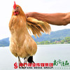 【珠三角包邮】农家散养老母鸡 (现宰蛋珠）（700天以上）1.6-2斤/只（5月29日到货） 商品缩略图0