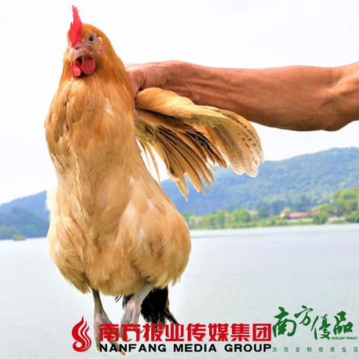 【珠三角包邮】农家散养老母鸡（500天以上） 2.3斤-2.7斤 （1月2日到货） 商品图0