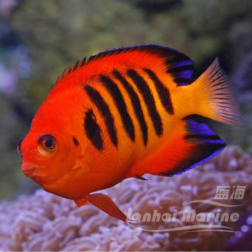 火焰仙 商品图5