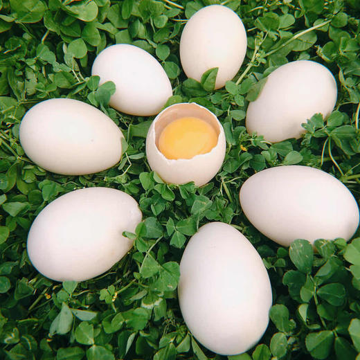 为鄂拼单美洲雁蛋畅销东南亚富含卵磷脂和微量元素30枚盒不支持退款