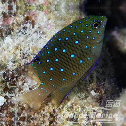 蓝点魔 商品图1