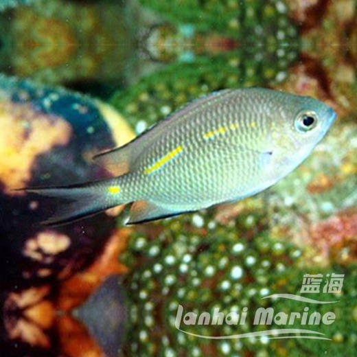 黄线青魔 商品图1