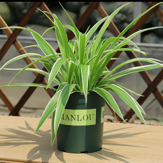 880吊兰盆栽金边吊兰藤蔓绿植