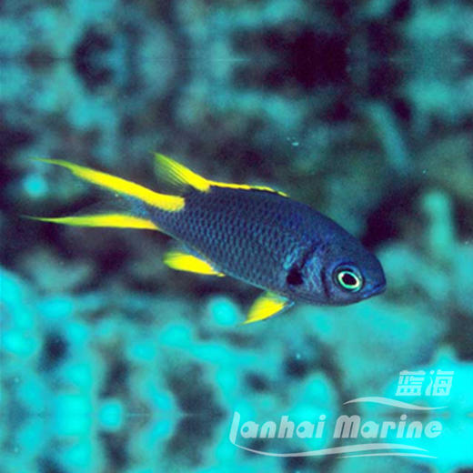 印第安燕尾魔 商品图1