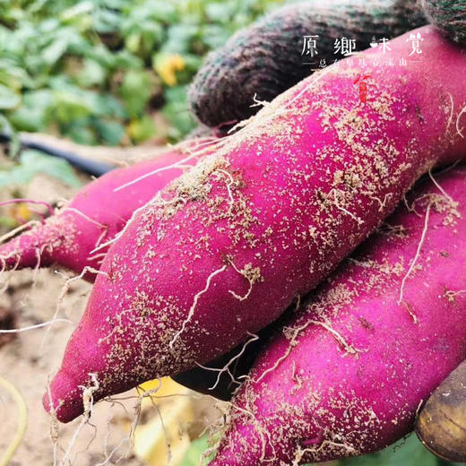 海头有机红薯地瓜来自海南当地富硒土壤烤吃更宜有机认证香甜似蜜纤维