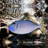 蓝面炮弹 公/母/幼鱼 商品缩略图3
