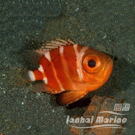 深水木棉鱼 商品图1