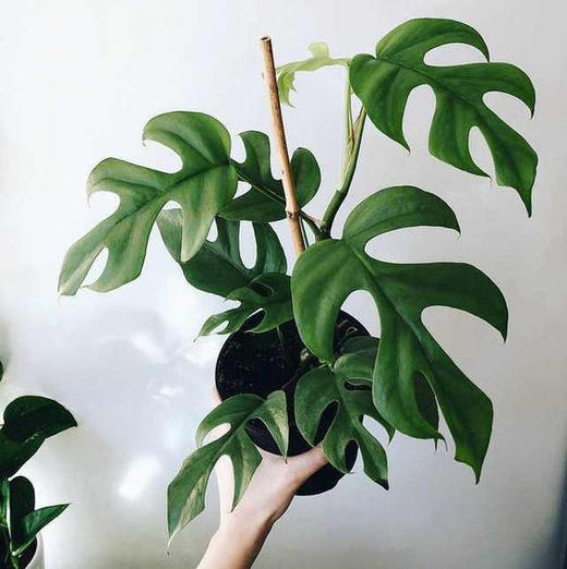 日本姬龟背rhaphidophora