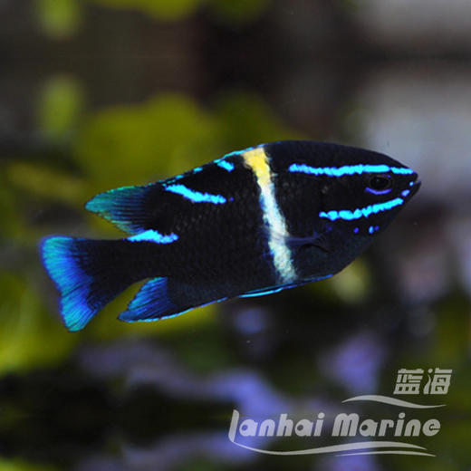 蓝丝绒 商品图1