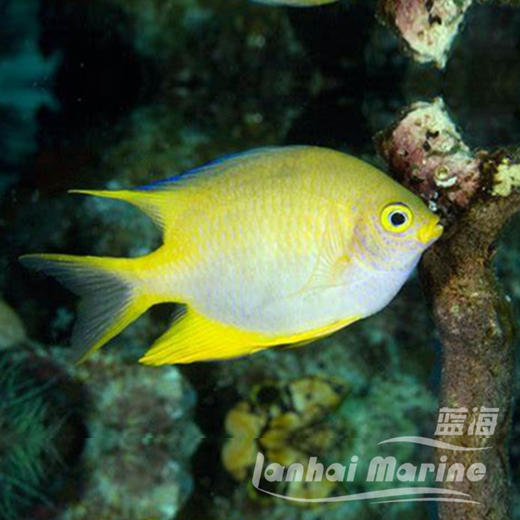 柠檬魔 商品图1