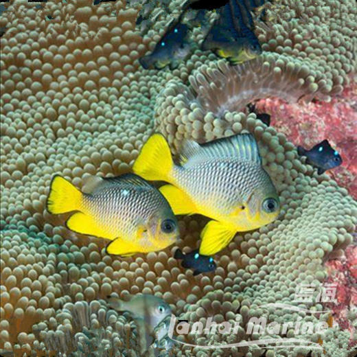 美国金将军 商品图1