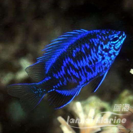 蓝宝石魔 商品图7