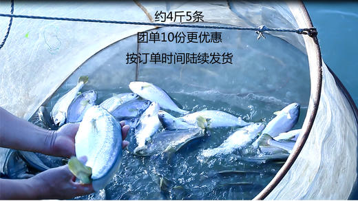 【团长】北麂大黄鱼，助农活动 商品图0