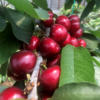 大连老村长家的美早樱桃成熟啦 小抱抱相约第8年 商品缩略图7