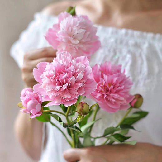 云南鲜花 山东大芍药重瓣单瓣少女 送女朋友送老婆送女生鲜花生日礼物