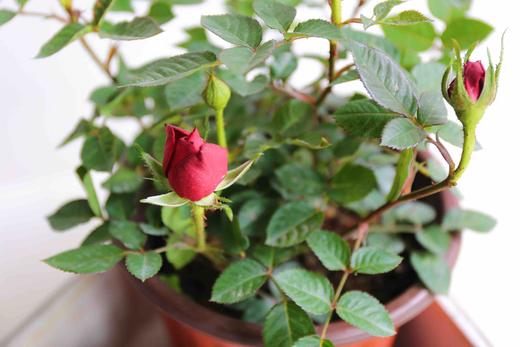 同城配送 庭院植物  阳台草花【月季】（需提前一周预定） 商品图0