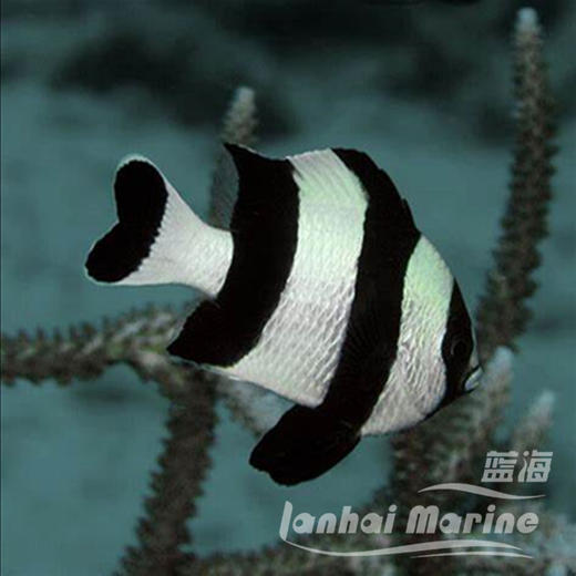 四间魔 商品图2