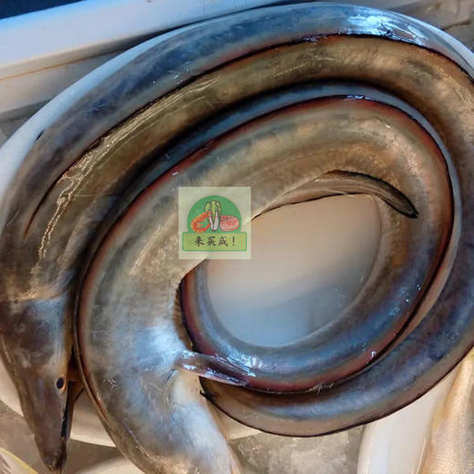 白鳗鱼 现杀 商品图0