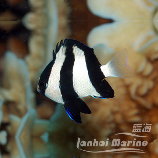 三间魔 商品图1