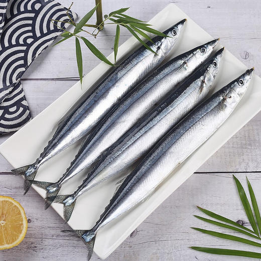 【猫和你都想了解】秋刀鱼1000g 顺丰空运 大连港直发