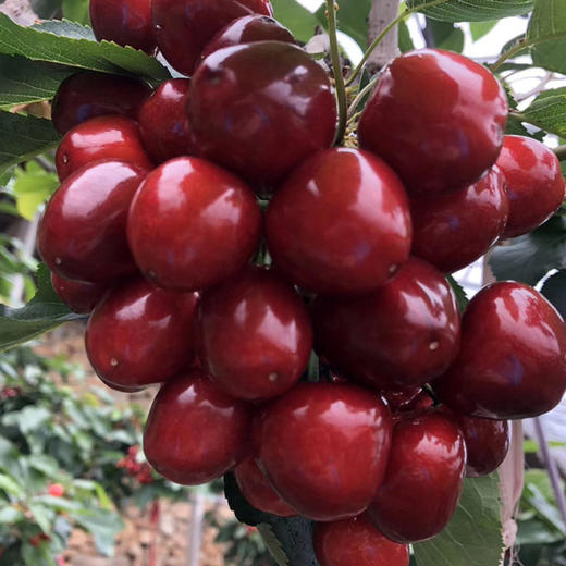 大连老村长家的美早樱桃成熟啦 小抱抱相约第8年 商品图5
