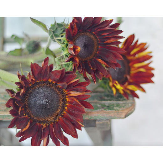 【周四秒杀】复古油画向日葵2枝/39.8元 商品图3