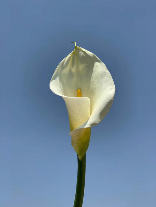 白色马蹄莲 一扎20枝