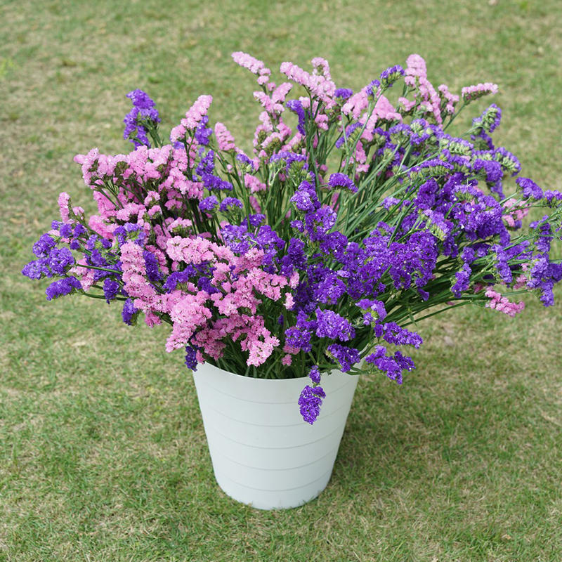 【花匠预售】鲜切花 勿忘我混色(除黄色)