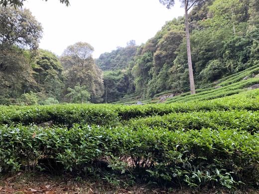 观音岩肉桂 商品图3