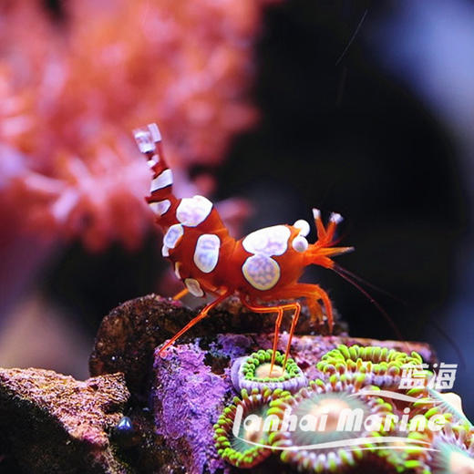 性感虾 商品图8