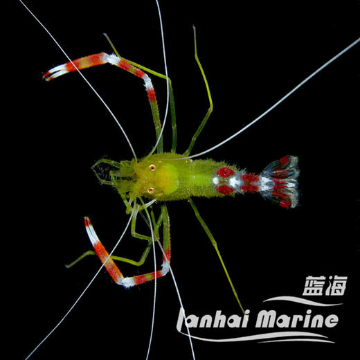 黄美人虾 商品图8