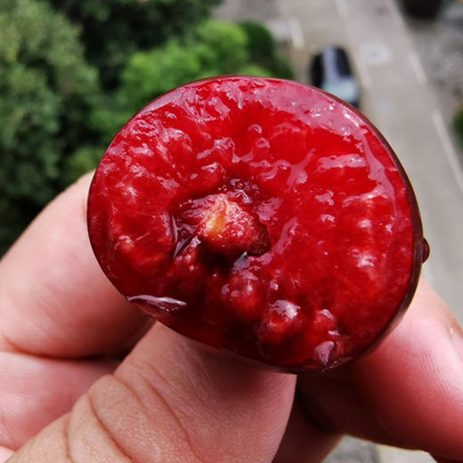 大连老村长家的美早樱桃成熟啦 小抱抱相约第8年 商品图6