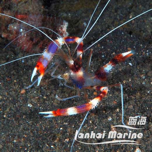 美人虾 商品图1