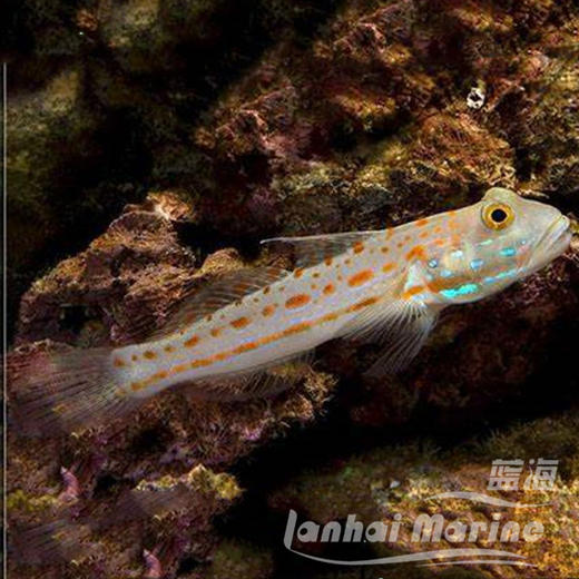 钻石哨兵 商品图1