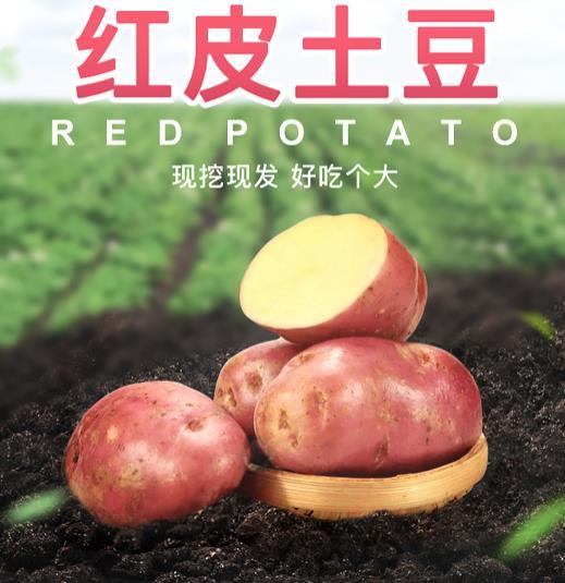 云南红皮黄心土豆 5斤9斤 特价包邮 商品图1