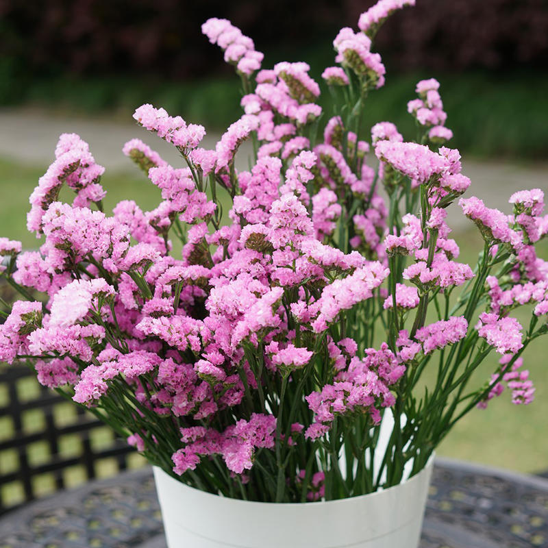 【花匠预售】鲜切花 勿忘我混色(除黄色)