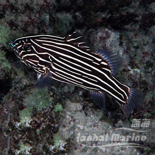 包公  会放毒 商品图1