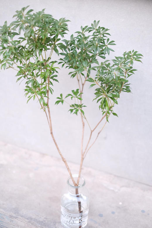 日本马醉木 150cm 单枝售