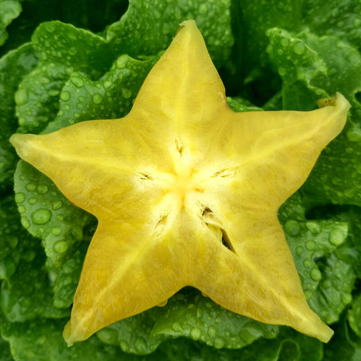 【福建·漳州】新鲜农家杨桃 树上熟水果 果脆汁多 酸甜可口 商品图3