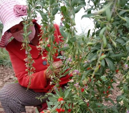 杞冠臻选 | 宁夏无公害头茬枸杞 独立牛皮纸袋 250g(200粒)*2 中宁枸杞 商品图1
