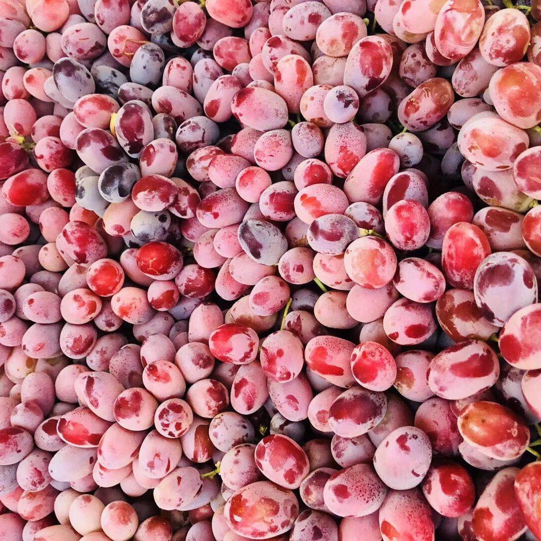 澳洲克森无籽红提 一盒5斤装   甜蜜多汁  无籽 （提子运输过程中摇晃可能轻微掉粒，介意慎拍~）