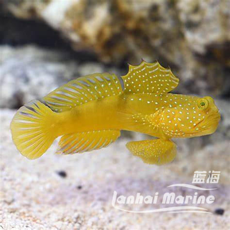 黄金虾虎 商品图4