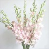 配花-千代兰-粉色-10枝/扎 商品缩略图0