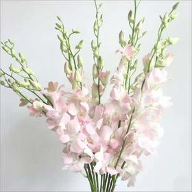 配花-千代兰-粉色-10枝/扎