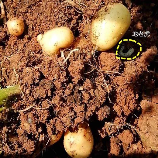 西畔山洲土豆5斤裝左右無農藥自然種植生長